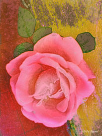 Rosa 3