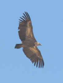 El vuelo veloz