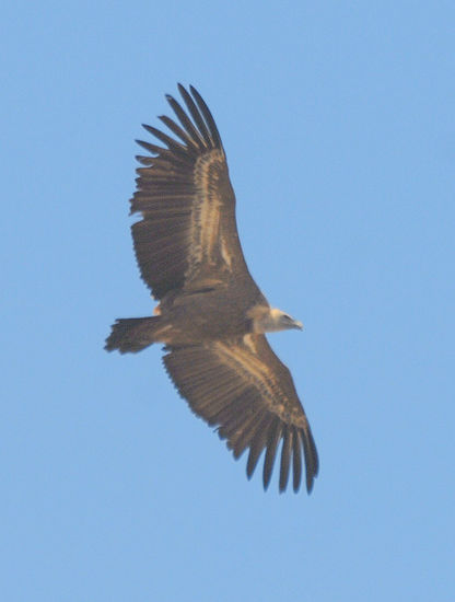 El vuelo veloz 