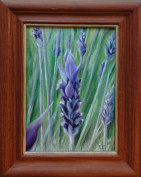 Lavanda