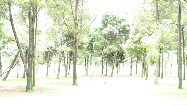 BOSQUE CLARO