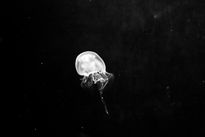 Medusas 1, serie...