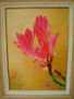 FLOR ROSA