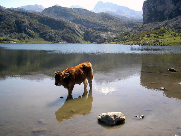 ternero en el lago ercina 