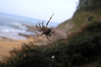 Araña en la maraña