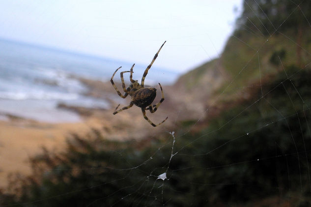 araña en la maraña Naturaleza Color (Química)