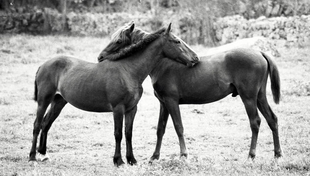 caballos enamoradosi