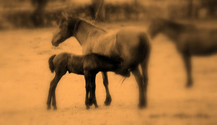 Serie caballos 1