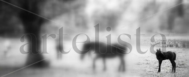 serie caballos 2