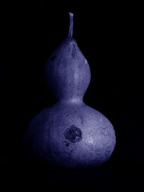 Calabaza nocturna