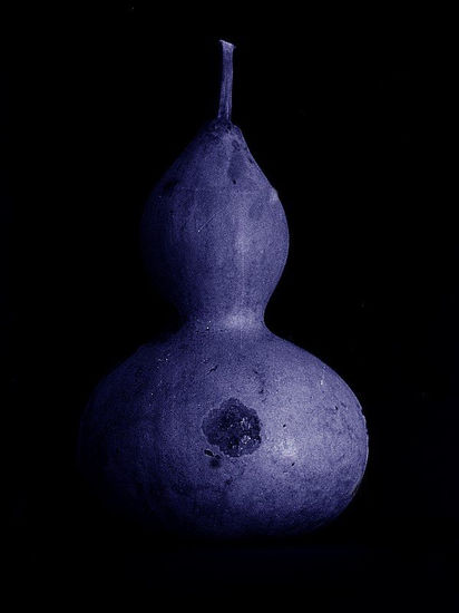 CALABAZA NOCTURNA 