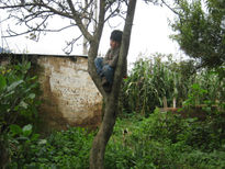 El niño en el arbol.