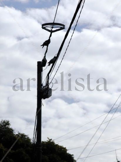 Cable, pajaro y cielo Naturaleza Color (Digital)