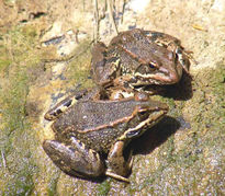 Los anfibios.