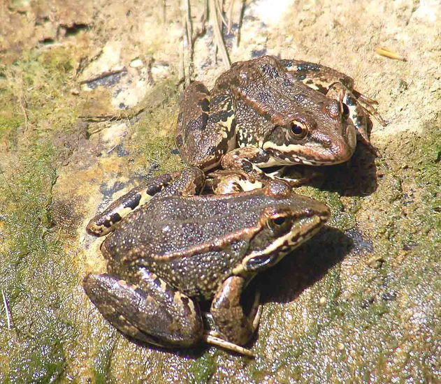 Los anfibios. 