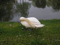 Cisne