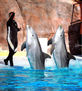 Con los delfines zipitoste maggic