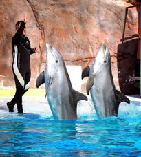 Con los delfines...