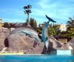 Delfines Saltos.