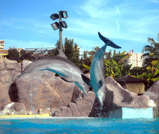 Delfines Saltos. 