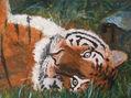 tigre