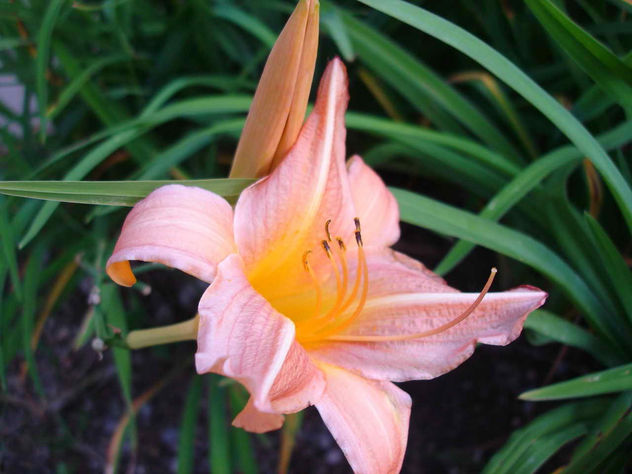 ESTRELLA DE JARDIN