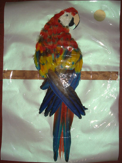 Guacamayo 