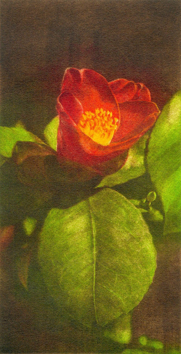 CAMELIA TEMPRANA