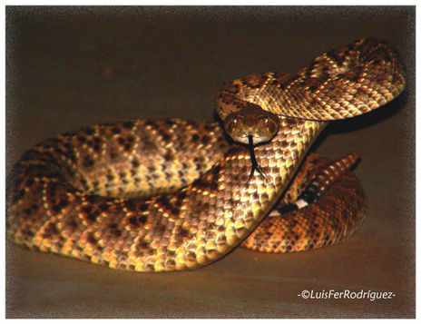 Cascabel
