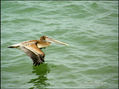Bajo vuelo