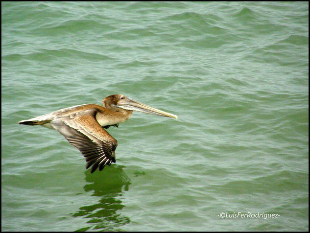 Bajo vuelo Nature Color (Digital)