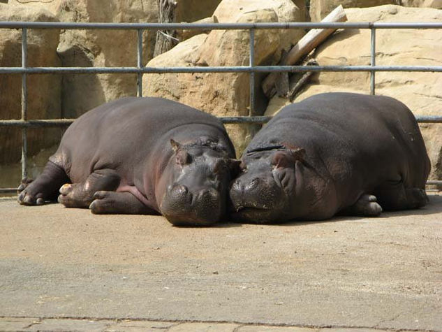 Pareja 