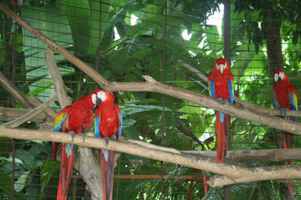 Colorido animal