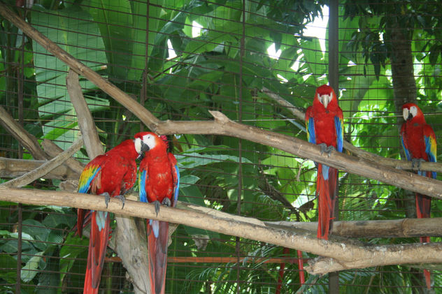 Colorido animal