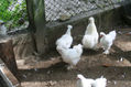 Gallinas Japonesas