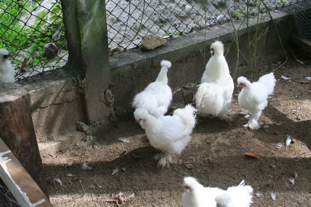 Gallinas Japonesas 
