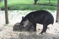 Tapir