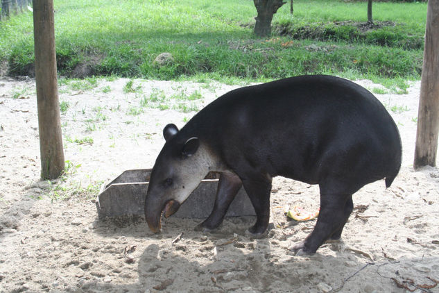 Tapir 