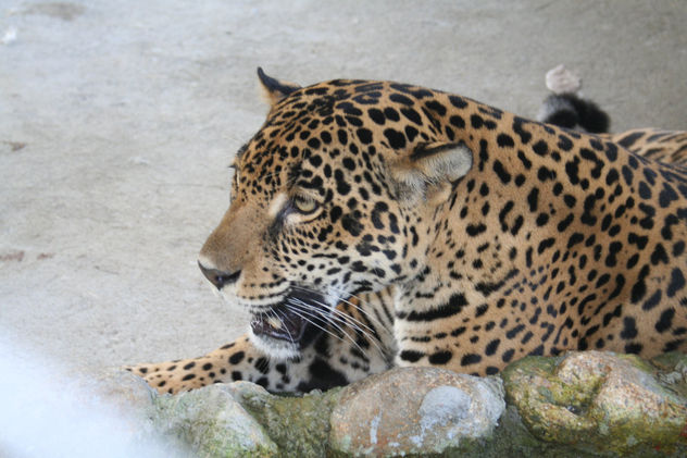 Jaguar