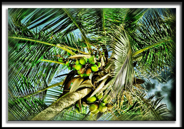 Palmera Tropical Arquitectura e interiorismo Blanco y Negro (Digital)