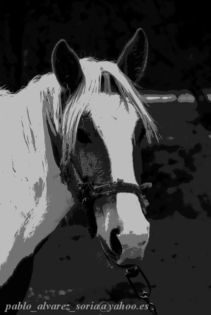 Caballo en decatono