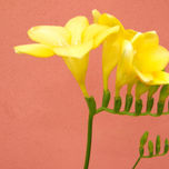 Naturaleza thumbnail 1