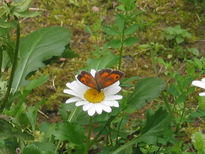 Mariposa