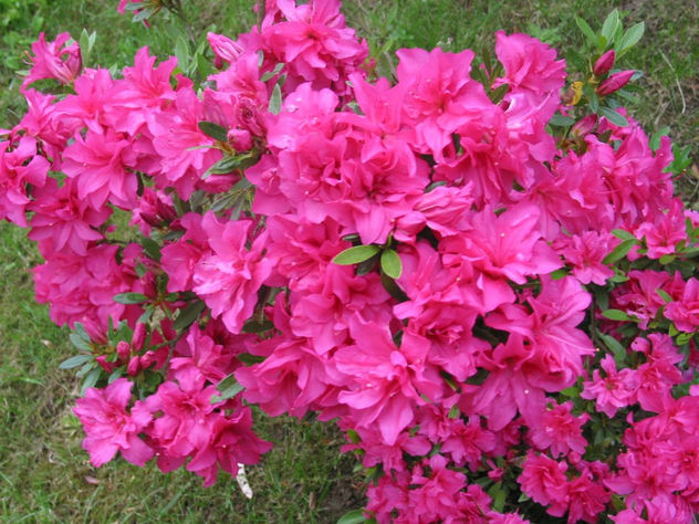 flores