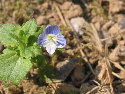 Flor