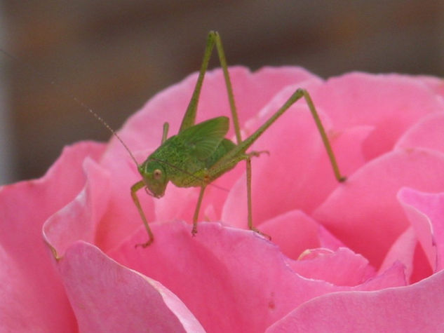 rosa Deportiva Color (Digital)