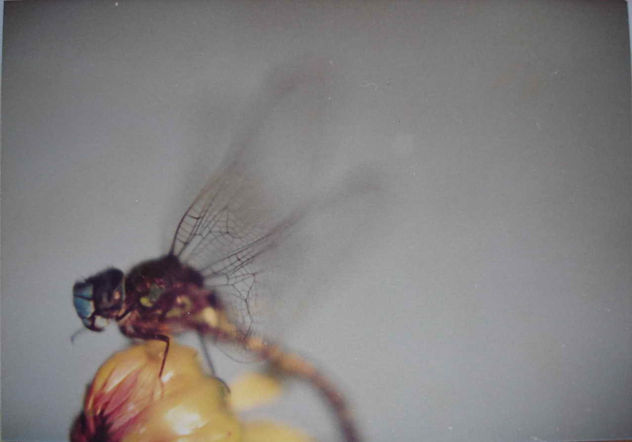 LIBELULA 1