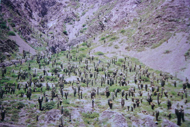 QUEBRADA LOS CARDONES Nature Color (Manual)