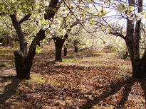 Cerezos y castañas