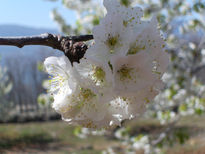 En flor